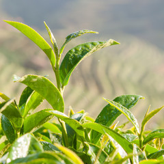 Green Tea Plantation Fields in highland