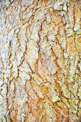 Close Up Pattern Of Tree Bark Texture For Background