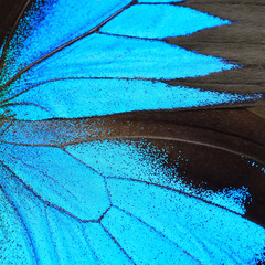 Obrazy na Szkle  niebieskie skrzydło motyla