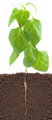young plant with exposed roots in soil