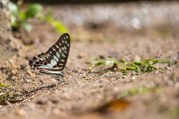 Common Jay (Graphium doson) Butterfly drinking water with boken background