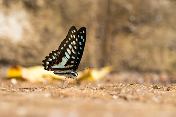 Common Jay (Graphium doson) Butterfly drinking water with boken background