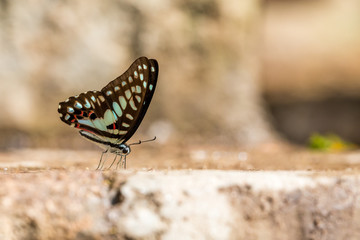 Common Jay (Graphium doson) Butterfly drinking water with boken background