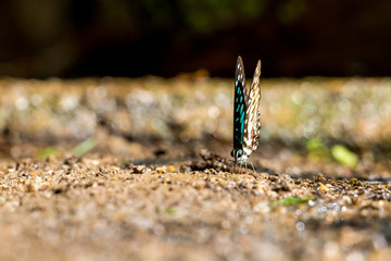 Common Jay (Graphium doson) Butterfly drinking water with boken background