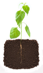 young plant with exposed roots in soil