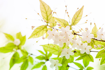 flower soft focus on pastel tones, for background