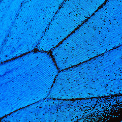 blue butterfly wing