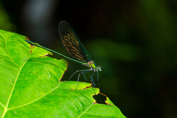 Portrait of damselfly - Chinese Greenwin (Neurobasis chinensis chinensis)