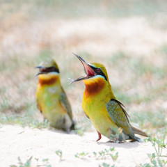 Blue-tailed Bee-eater
