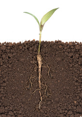 young plant with exposed roots in soil