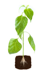 young plant with exposed roots in soil