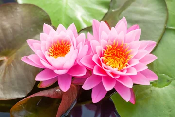 Foto auf Acrylglas Lotus Blume Lotus