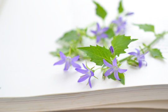 カンパニュラ ホシギキョウ の写真 ロイヤリティフリーの画像 グラフィック ベクターおよびビデオ Adobe Stock