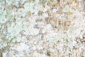 Close Up Pattern Of Tree Bark Texture For Background