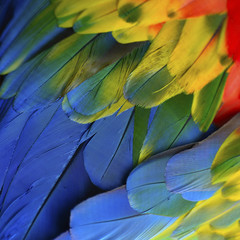 Obraz premium Scarlet Macaw feathers