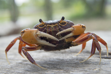 Fototapeta na wymiar Mealy crab(Thaipotamon chulabhorn)