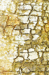 Close Up Pattern Of Tree Bark Texture For Background