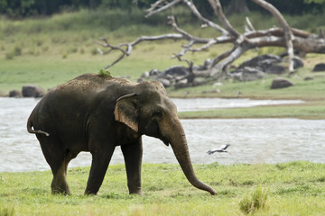 Fototapeta premium Asian elephant in Minneriya reservoir, Sri Lanka