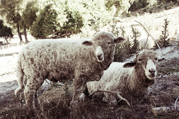 Nice couple of sheeps. 