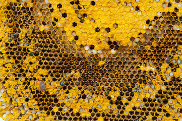 Honeycomb from the wild in Asia