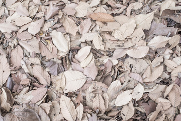 leaves backgrounds in autumn