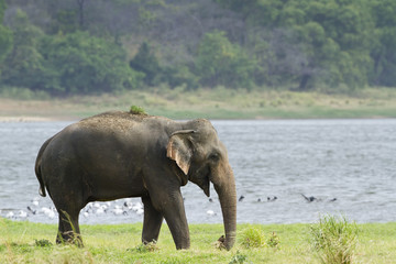Fototapeta premium Asian elephant in Minneriya reservoir, Sri Lanka