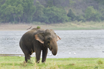 Asian elephant in Minneriya reservoir, Sri Lanka