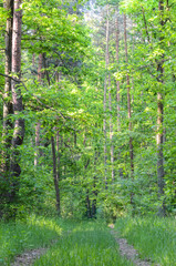 footpath in spring forest