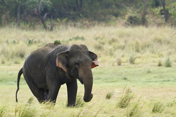 Asian elephant in Minneriya national park, Sri Lanka