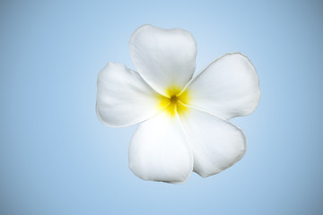 Naklejka na ściany i meble frangipani flower isolated on white
