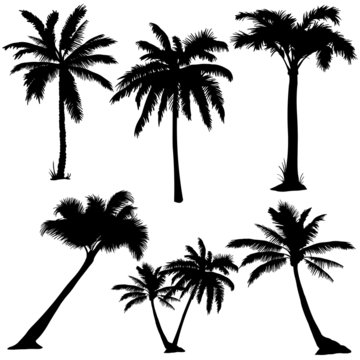 vector set of  palms silhouettes