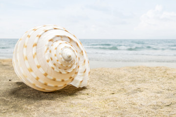 Seashell on the summer beach next to the sea, nature concept