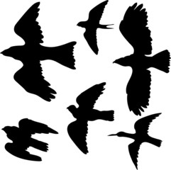 vector set of birds silhouettes