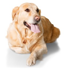 Golden, labrador, dog.