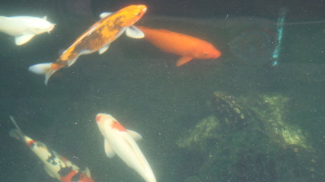Koi Fish in pond