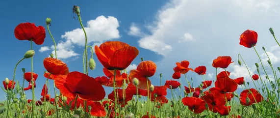 Wall murals Summer red poppy and clouds