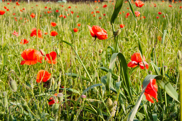 Pretty sweet poppy meadow 