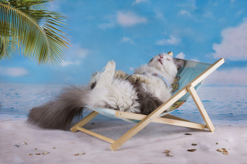 Cat in a swimsuit sunbathe on the beach