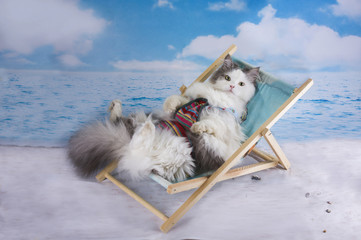 Cat in a swimsuit sunbathe on the beach
