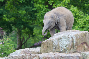Fototapeta premium Happy baby elephant