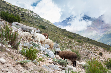 Animals in the mountains