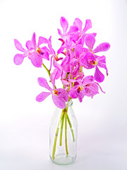 Pink mokara orchids isolated on white background.