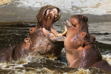 Two fighting hippos (Hippopotamus amphibius)