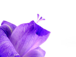 Purple Gladiolus flowers on white background. (Gladiolus grandiflorus)