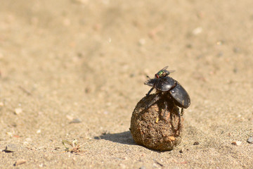 scarabeo stercorario 