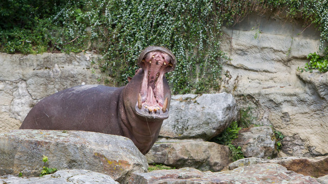 Hippopotamus with opened mouth