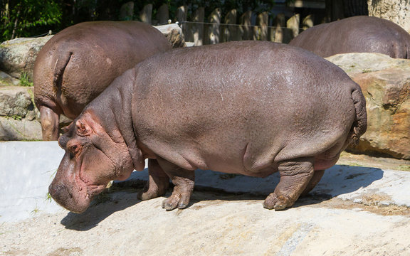 Large hippo (hippopotamus)