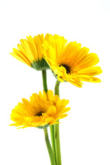 african daisy (gerbera) isolated on white