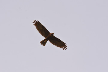 silhouette in volo di falco di palude (Circus aeruginosus)