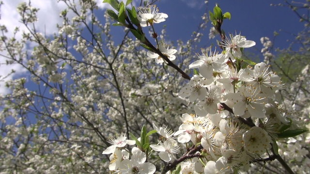 beautiful spring plum tree blossoms on sky background